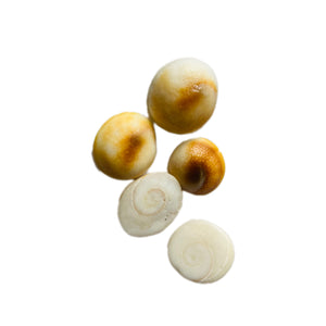 Gomti Chakra